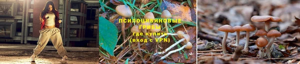 стафф Алексеевка
